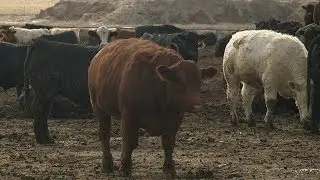 US cattle ranchers decoding Chinese rules for beef exports