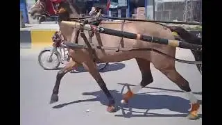 swabi horse try..