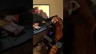 From chill vibes to full-on red panda rage mode in 3... 2... 1...🔥#shorts #ytshorts #redpanda #cute