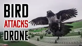 Bird Attacks Drone !!! Sound ON  !!!