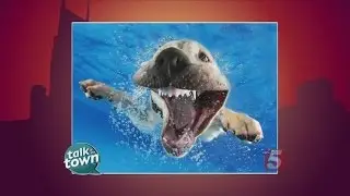 Underwater Puppies - The New Book From Photographer Seth Casteel
