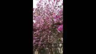 اشجار البوهينيا bauhinia variegata