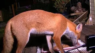 Fox from another angle more munching and crunching.