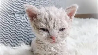 A strange cat was born in the shelter and then this happened.