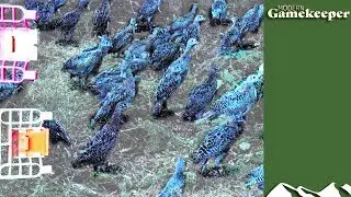 How to introduce pheasant poults to a shoot - Modern Gamekeeper #3