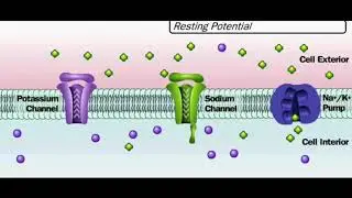 Potencial de Ação — Bomba de sódio-potássio #Fisiologia