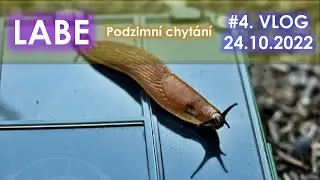 Podzimn&iacute; chyt&aacute;n&iacute; LABE #fishhobo #danekfishing #carpfishing #labe #fishingvideo #fishing #kaprarina
