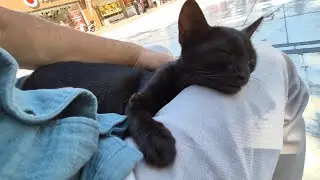 A black stray cat climbed onto my lap and fell asleep hugging me.