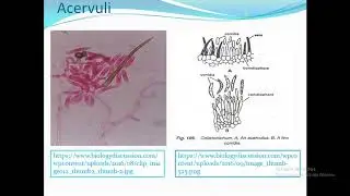 Structure and Reproduction of Colletotrichum