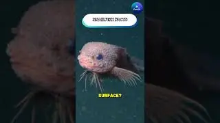 Snailfish Facts #shorts #snailfish #oceandeep