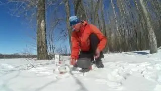 Fire Maple King Kong