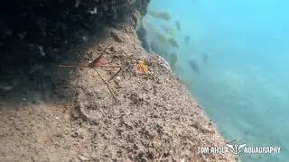 The Arrow crab is having an all-you-can-eat buffet dinner