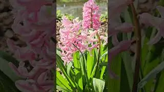 Spring flowers,  Clapton Pond, Hackney,  London,  March 2025