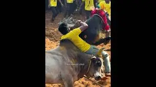 😓&hearts;️ #jallikattu