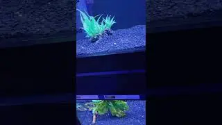 My odd attempt at blue thumb aquatics.