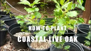 How to plant native California Coast Live Oak