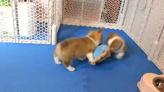 Mei Mei and Indy Day 1 - Let go My Toy Part 3 of 3
