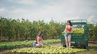 with my sister picking fresh lemons from the garden to sell at the market, rural life