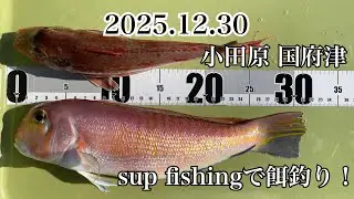 2025.12.30 sup fishing🚣‍♂️🎣小田原国府津！おかっぱりからはもう釣りはできない！初心者でも簡単に釣果を出せる釣り！