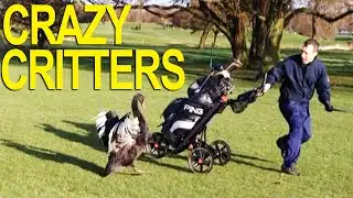 ANIMALS GONE WILD!