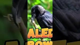 Top 3 Most Creative Animals in the World! 🧠🐦🐙
