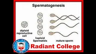 ZOL-302 principles of animal life -II lec 4 gamete formation spermatogensis