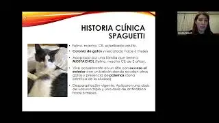 12Complejo Respiratorio Felino   Casos Clínicos
