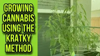 Time Lapse of Growing Cannabis using the Kratky Method! #kratky #hydroponics #cannabiseducation