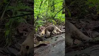 Exploring Costa Rica's Osa Peninsula | An Unexpected Encounter with a Northern Tamandua!