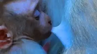 Monkey & Primates I Very Sweet Lovely Luna Nursing Leo I Must Watch For Lovers Monkey, Best Action