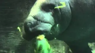 Fat White Lando - Manatee