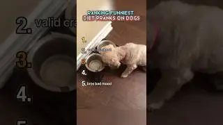 Ranking Funniest Diet Pranks on Dogs