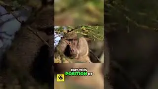 Inside the Baboon Hierarchy - Who Rules the Troop