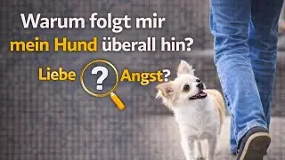 Warum folgt mir mein Hund &uuml;berall hin? | Liebe oder Angst?
