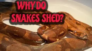 BEAUTIFUL Red tail boa about to shed - things to keep in mind