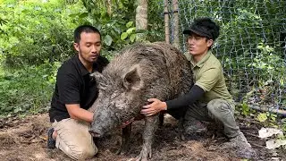 野豬島極限生存挑戰（下）！島上野豬越來越狡猾不上當，只能繼續升級陷阱裝置【探索兄弟】