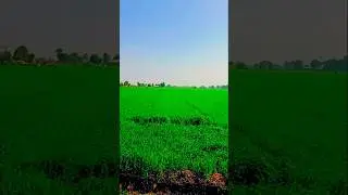 The Surprising Joys of Rural Farmers#farming #sorts #youtubeshorts #ytshorts