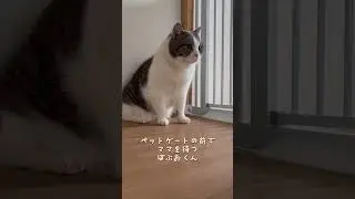 忠猫なのに、、　byぼぶお