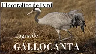 Laguna de Gallocanta (vídeo documental ).   El corralico de Dani
