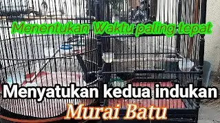 Menentukan indukan murai sudah siap atau belum untuk  disatukan dalam penjodohan