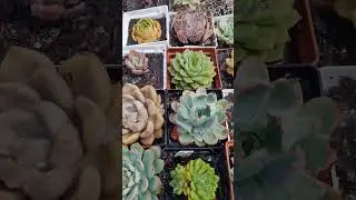 Como regar suas Suculentas 🥰