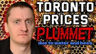 Toronto Home Prices in Freefall After City Devastated by Giant Sinkhole, Water, and Bees