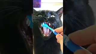Cole the Black Cat 🖤🐈&zwj;⬛ @coleandmarmalade
