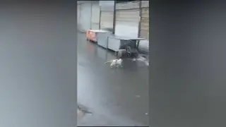 Cat does a superhero landing