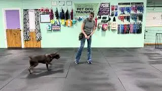 Rocky - Dog Centric Play & Benefits, On/Off Switch (with Distractions from other Classmates)