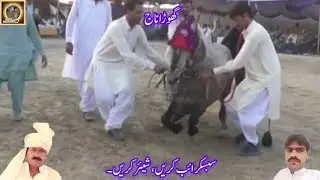 Shawar Tanveer Haider 🔥bhalwana gohda Dilan da Jani road😍🐎2025