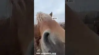 Bubba Gump the Belgian cross kill pen rescue demands attention so he can ignore you. Horse antics