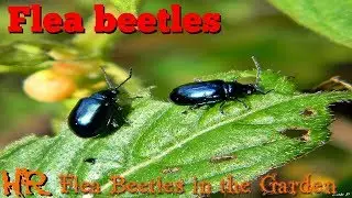 FLEA BEETLES | how to identify the damage an rid them