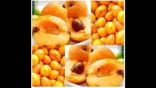 Loquat fruit
