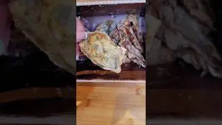 Открытие крупной мальпекской устрицы